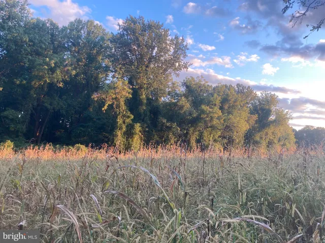 a view of a yard in a forest
