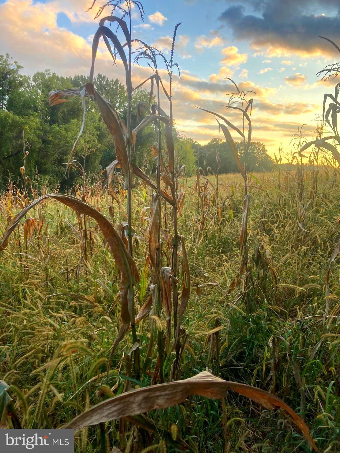 Dover Road Glyndon, MD 21136 - Photo 4 of 17 a view of a garden