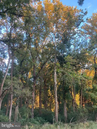 a view of tree