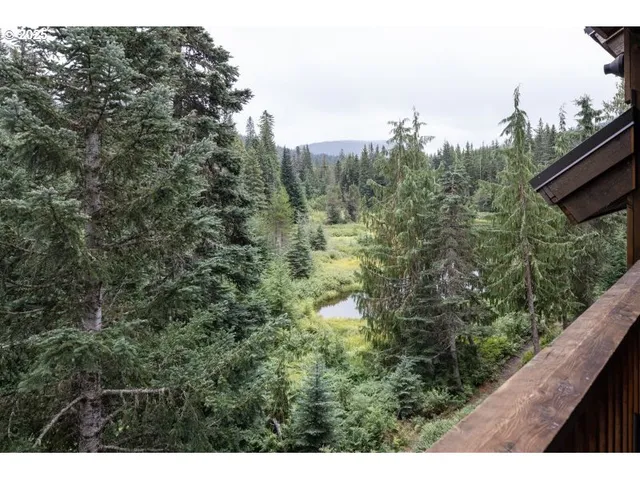 a view of a forest that has a tree