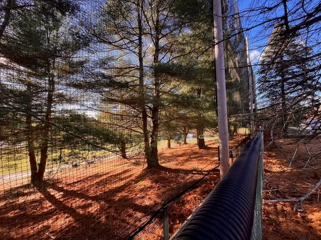 a view of a tree in a yard