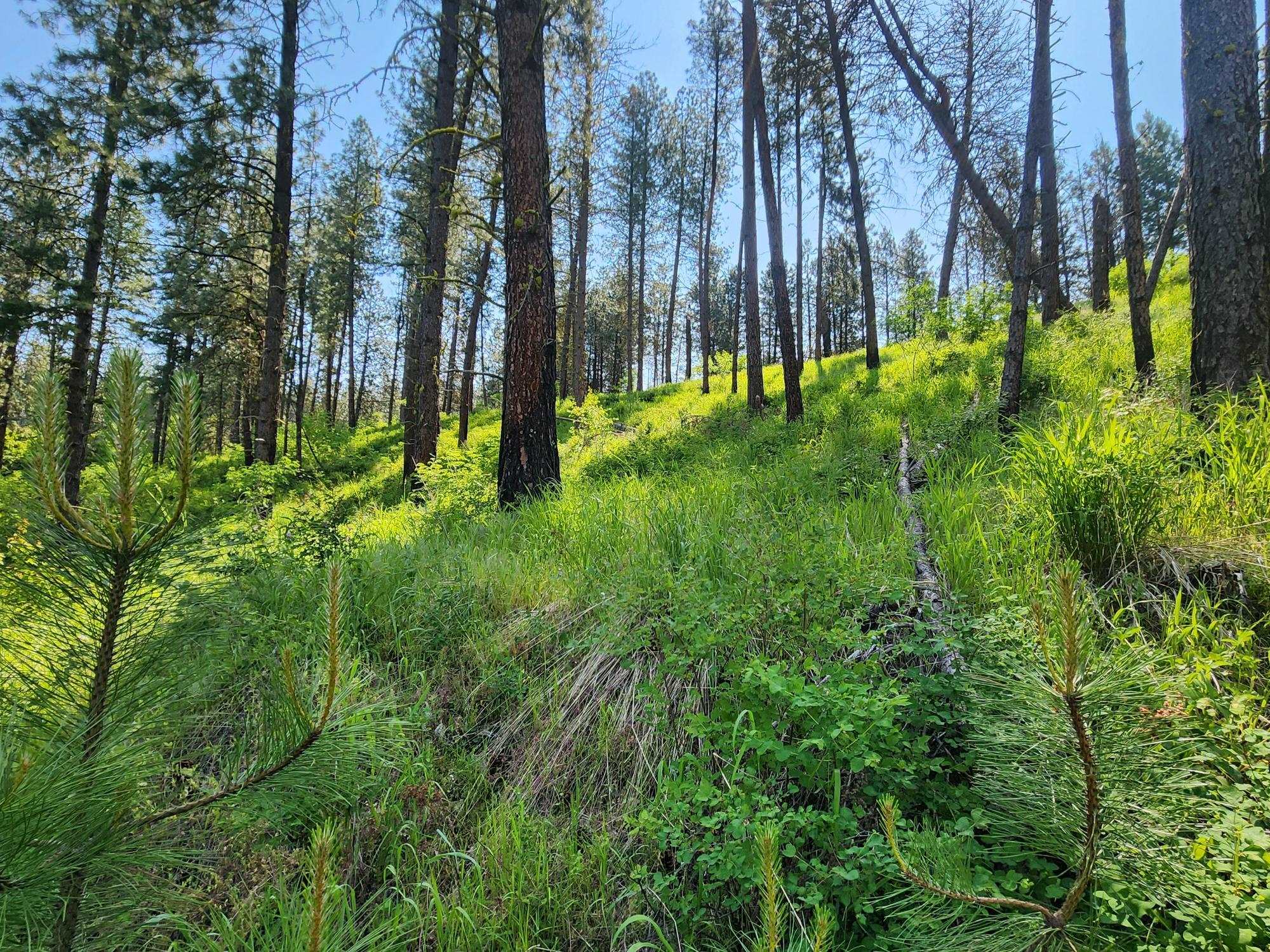 Xxx Hall Creek Road Inchelium, WA 99138 - Photo 15 of 22