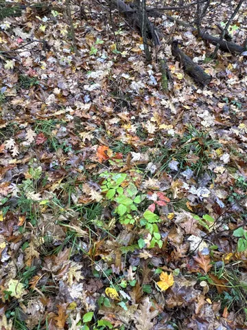 $400,000 | 16-xxx West County Road O, Weyerhaeuser, WI 54895