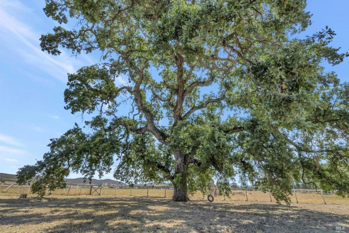 16636 Butts Canyon Road Middletown, CA 95461 - Photo 8 of 9 a view of a tree with a yard