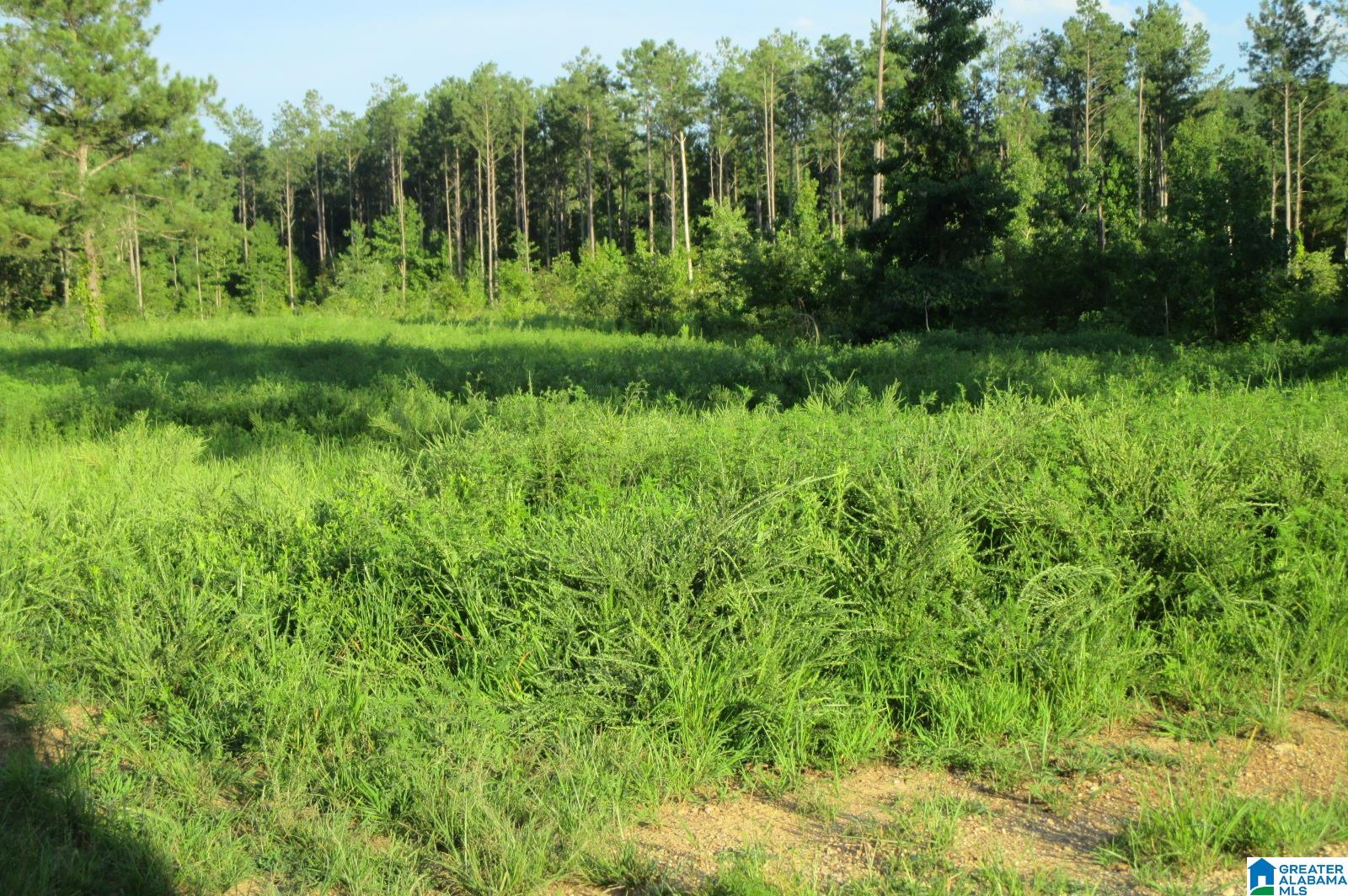 6151 Highway 27 Springville Al Springville, AL 35146 - Photo 13 of 27