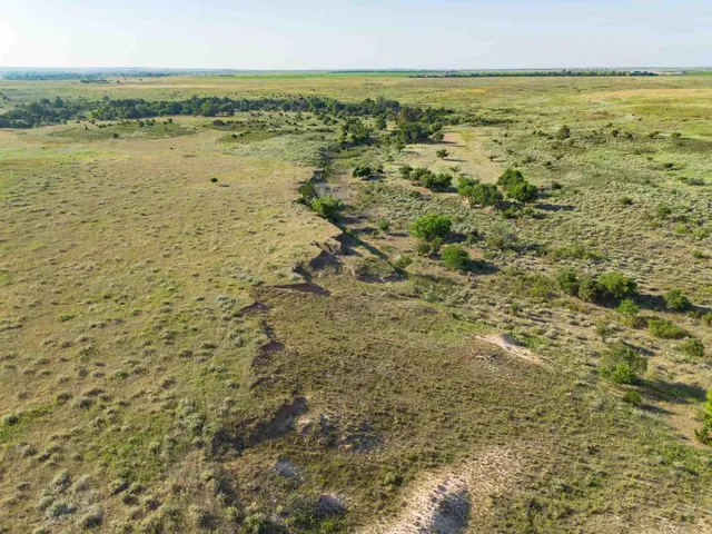 a view of a yard with trees
