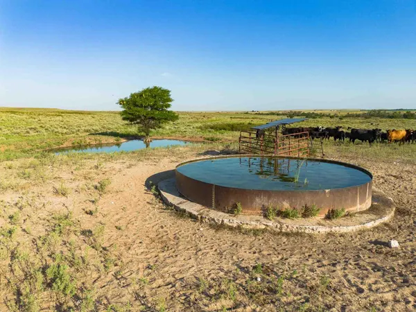 a view of a field with a tree