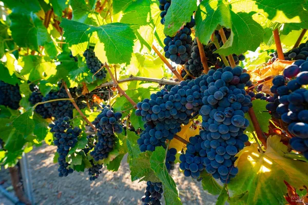 $1,498,800 | 1276 Jensen Lane, Unit LOT 2, Windsor, CA 95492