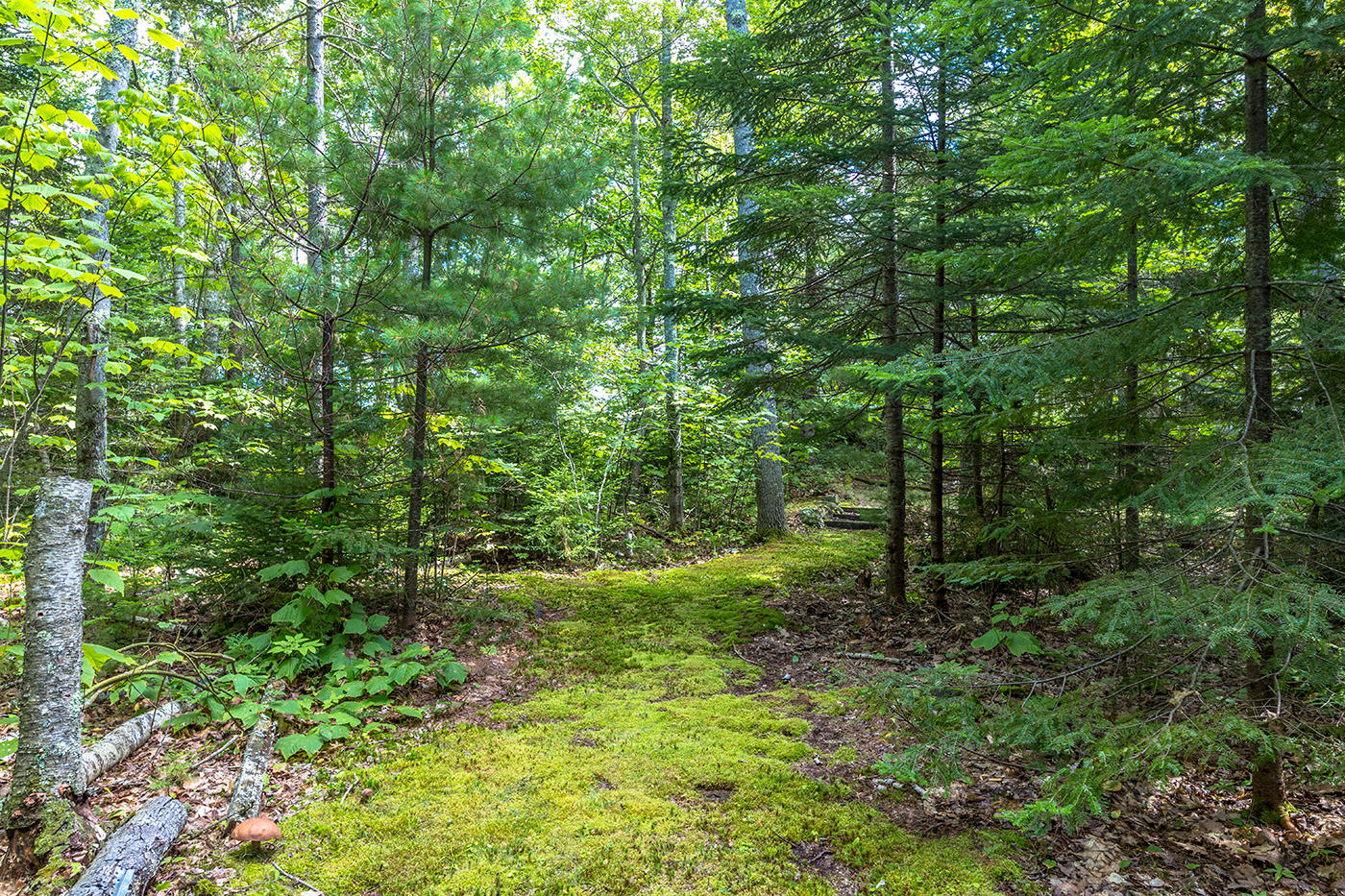 53 Fullington Road Lincolnville, ME 04849 - Photo 28 of 28 Pathway to guest cottage