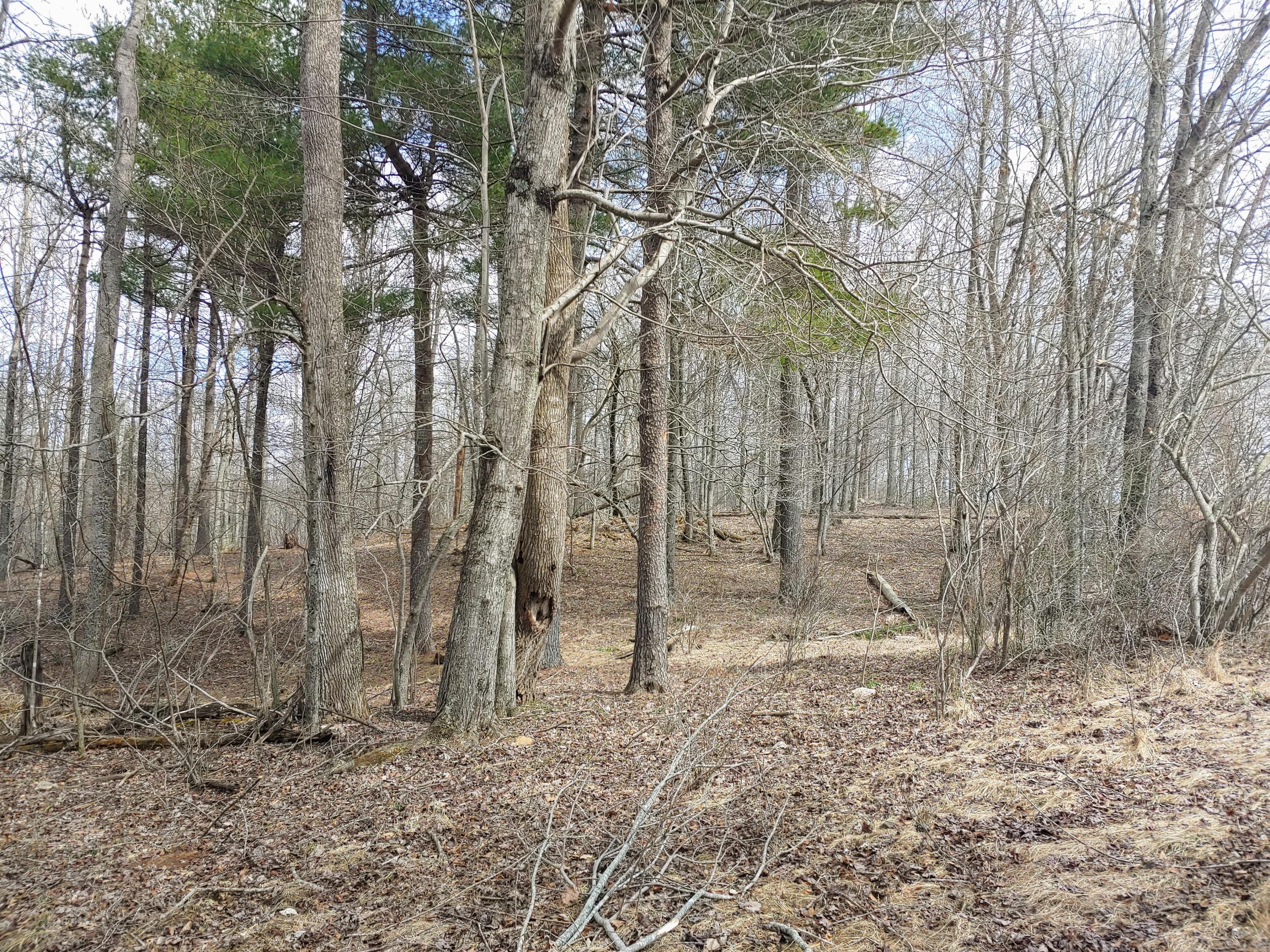 0 Ferney Creek Road Northwest Willis, VA 24380 - Photo 6 of 17 a backyard of a house with lots of trees