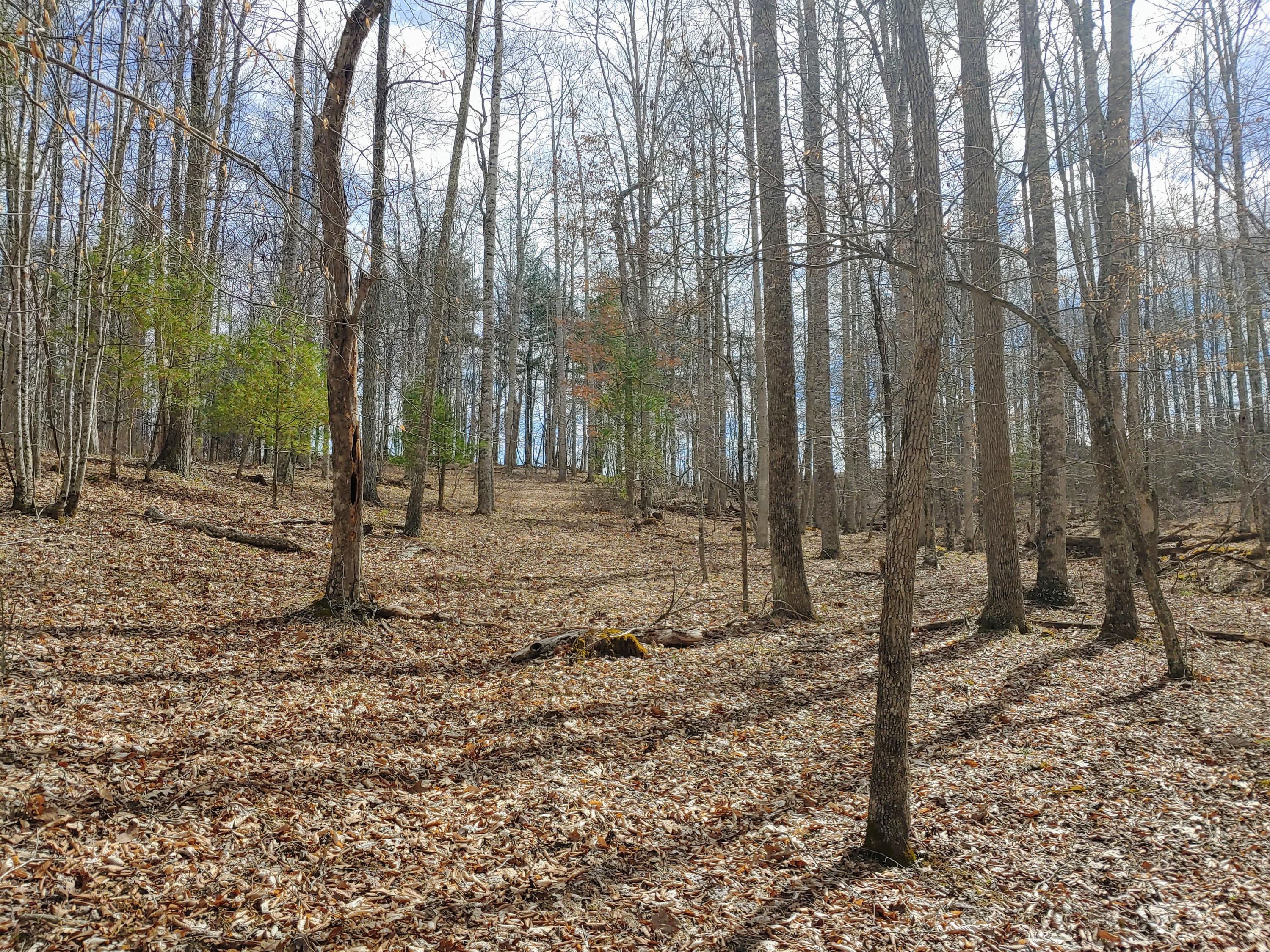 0 Ferney Creek Road Northwest Willis, VA 24380 - Photo 7 of 17 a backyard of a house with lots of green space