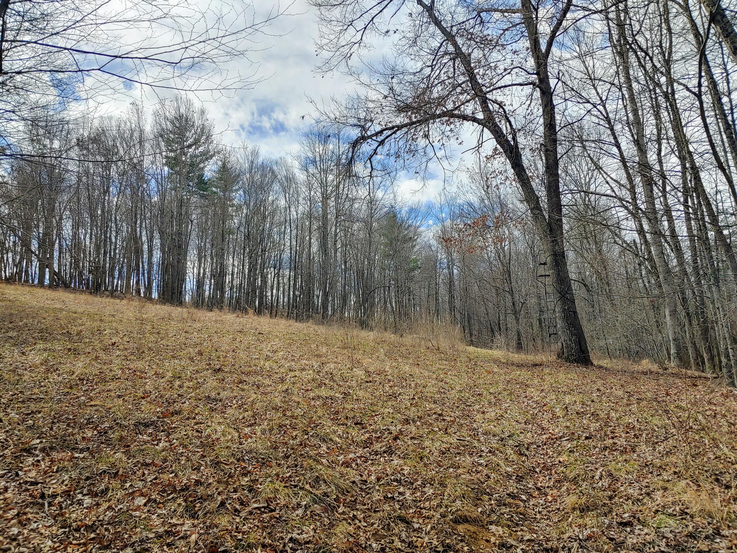 0 Ferney Creek Road Northwest Willis, VA 24380 - Photo 8 of 17 a view of a yard with trees
