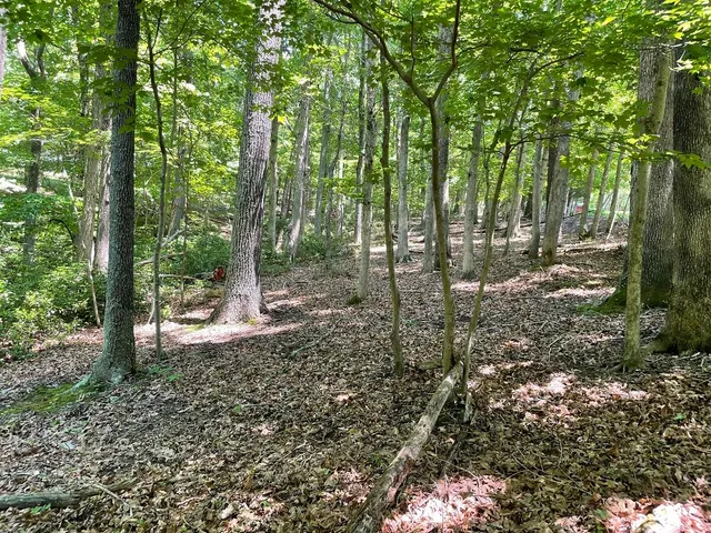 a view of a forest with trees in the background