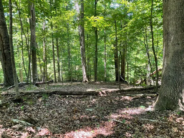 a view of a yard with large trees