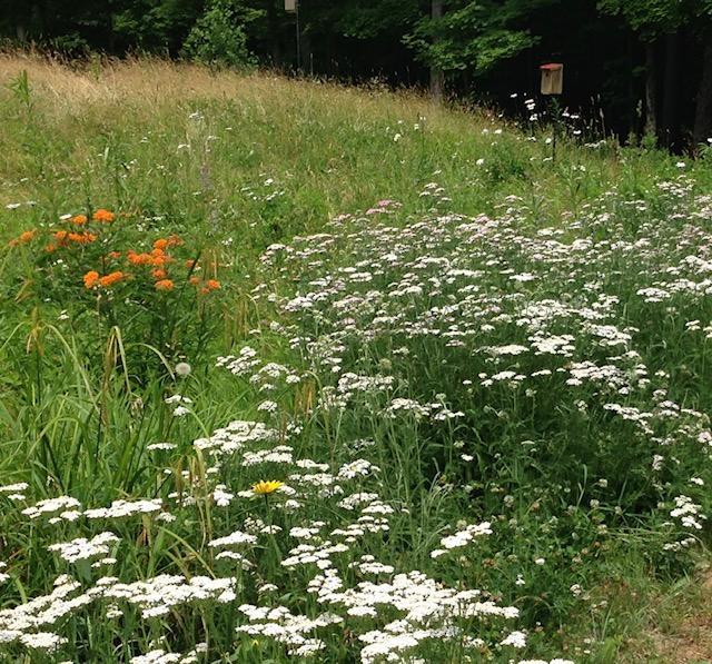 469 Boulger Road Stamford, VT 05352 - Photo 28 of 37 a view of a garden