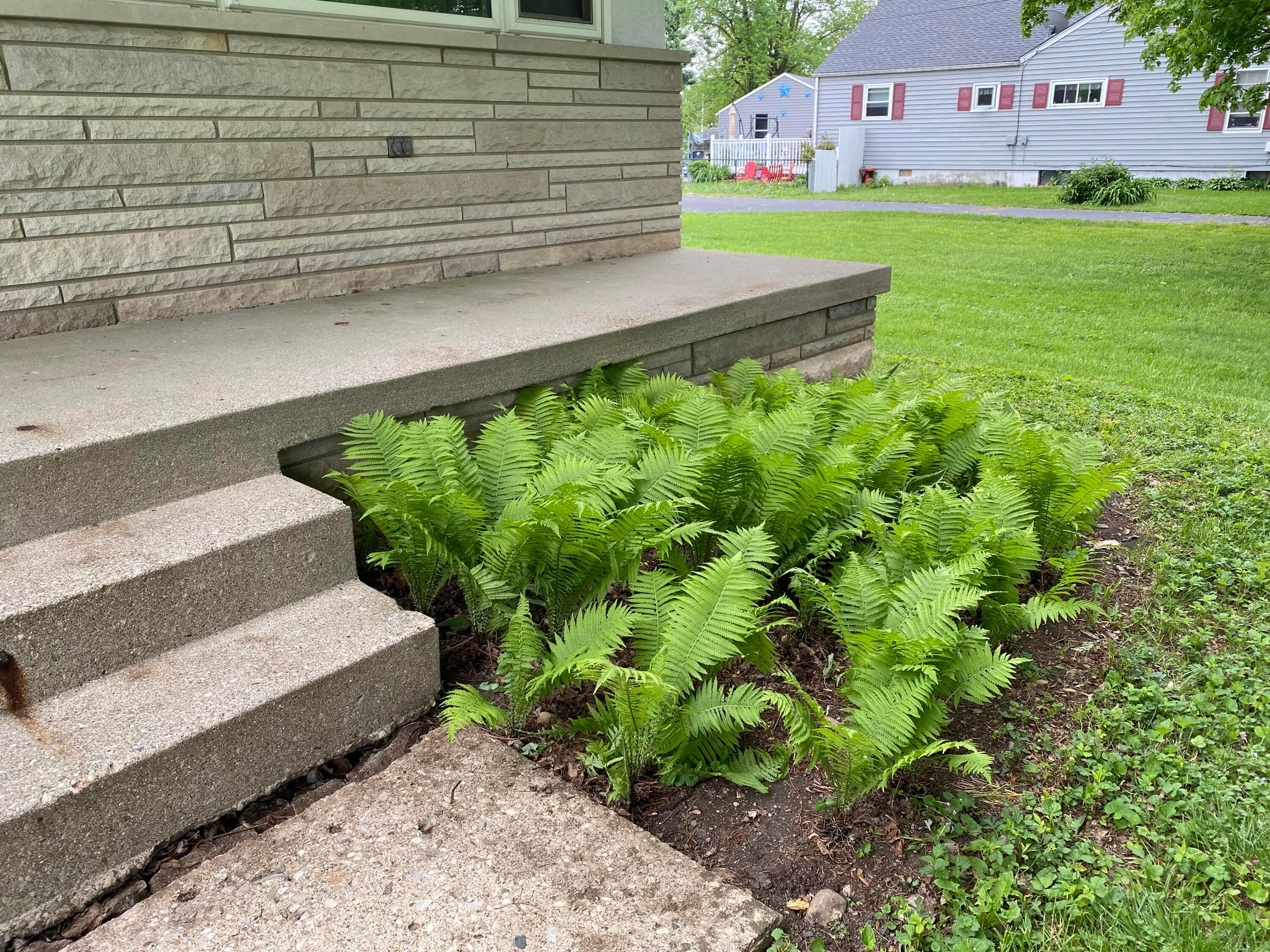 622 Beechwood Road Columbus, OH 43213 - Photo 3 of 24 Ferns in Front of House