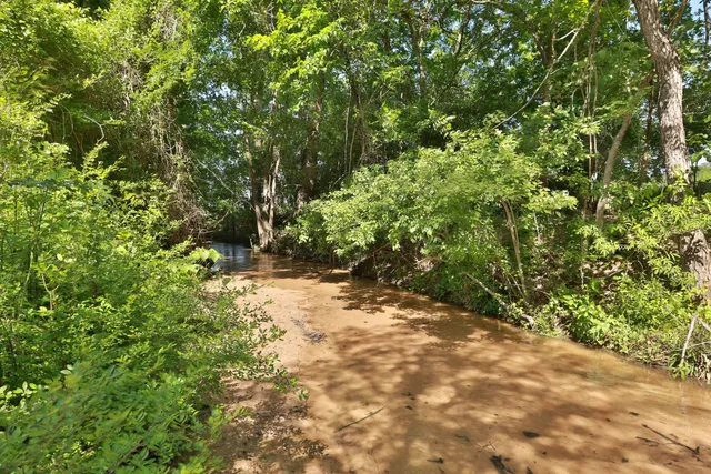 a view of a yard with plants and trees