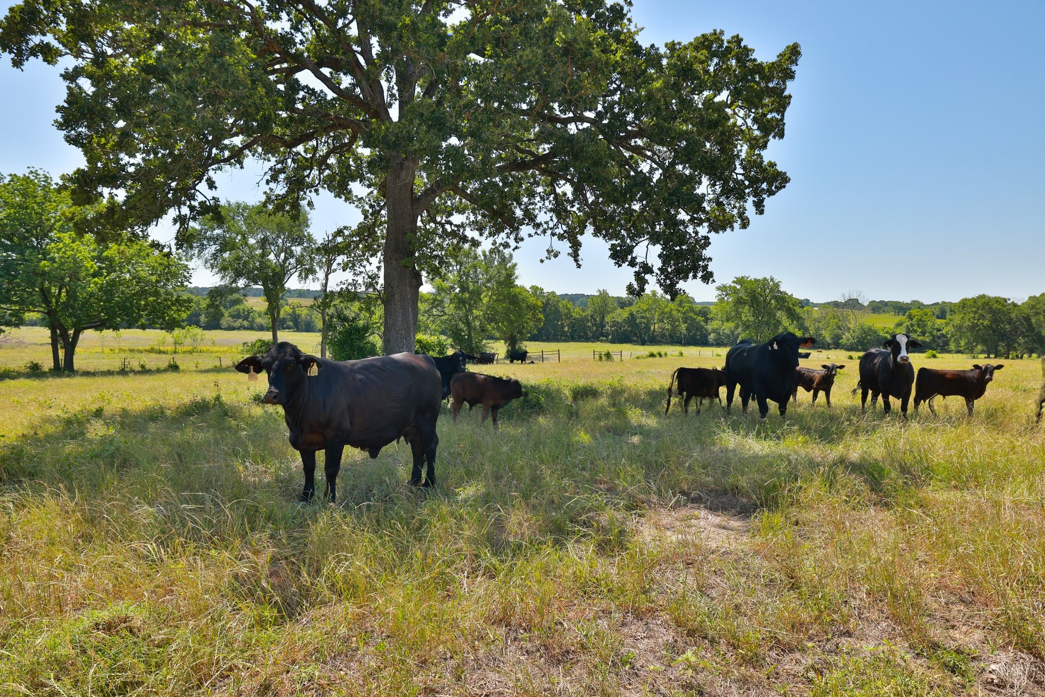 305 Rd Navasota Tx 77868 Road Navasota, TX 77868 - Photo 3 of 24 a view of a garden with trees