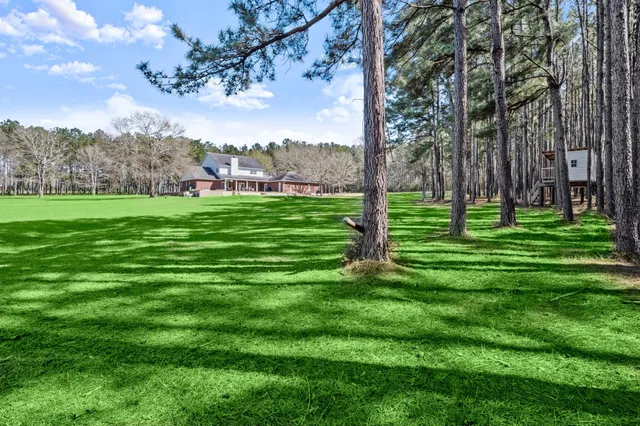 a view of a park with large trees