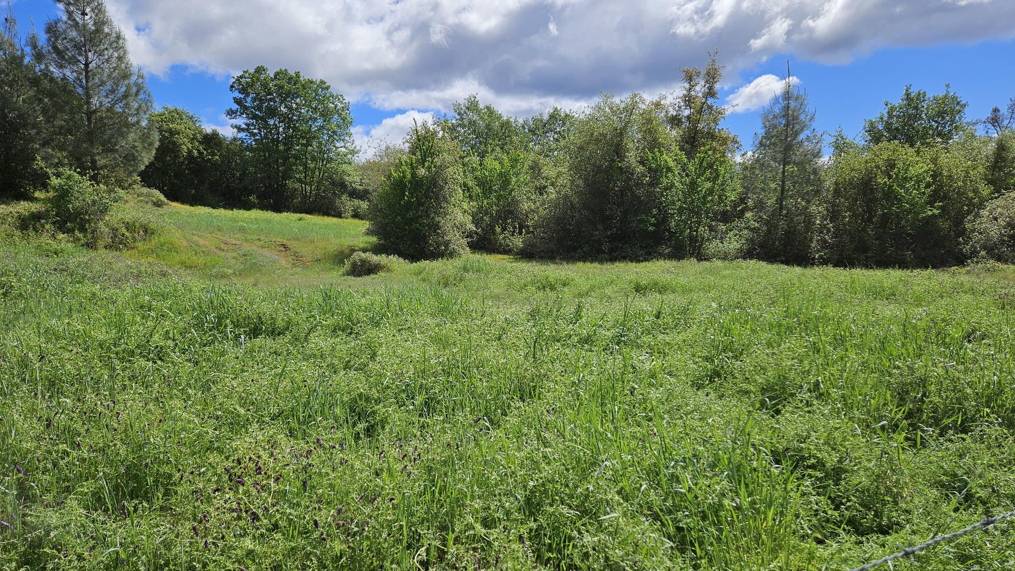 Lot A South Power House Road Manton, CA 96059 - Photo 2 of 11 a view of a lush green space