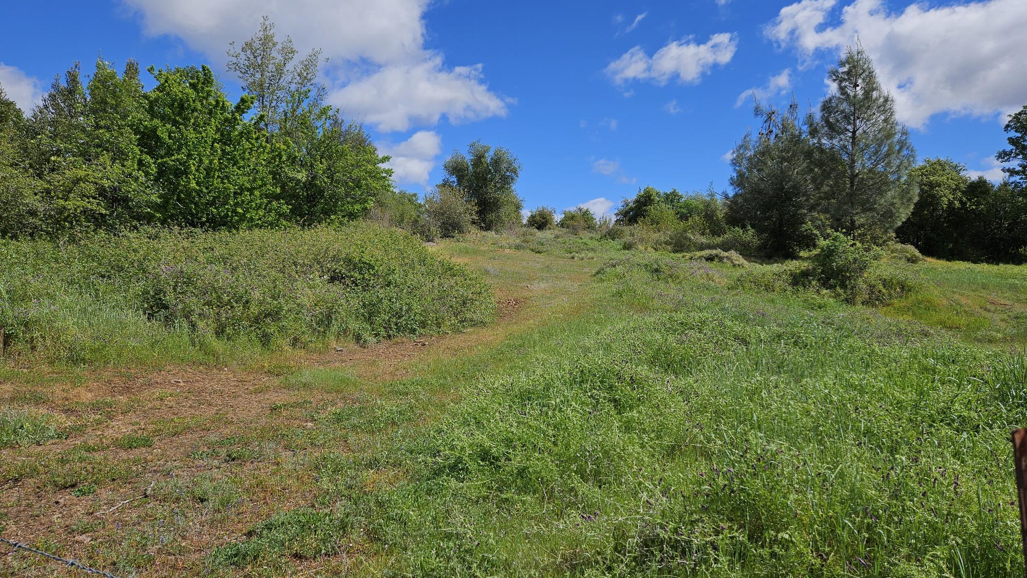 Lot A South Power House Road Manton, CA 96059 - Photo 4 of 11 a view of a yard with a tree
