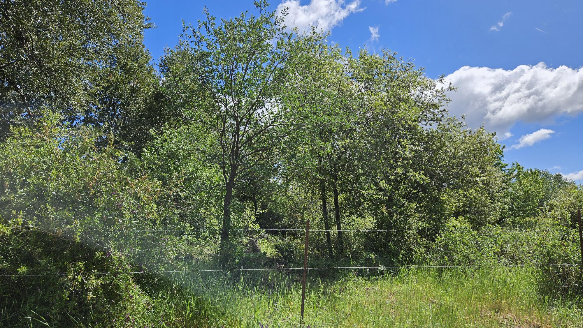 Lot A South Power House Road Manton, CA 96059 - Photo 6 of 11 a view of lake with green space