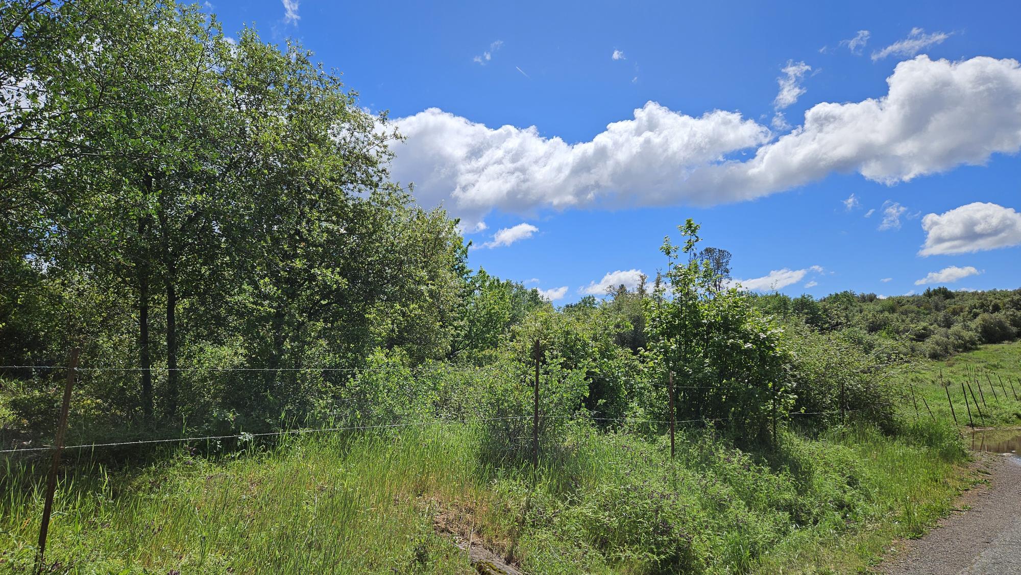 Lot A South Power House Road Manton, CA 96059 - Photo 7 of 11 a view of a lake in middle of forest