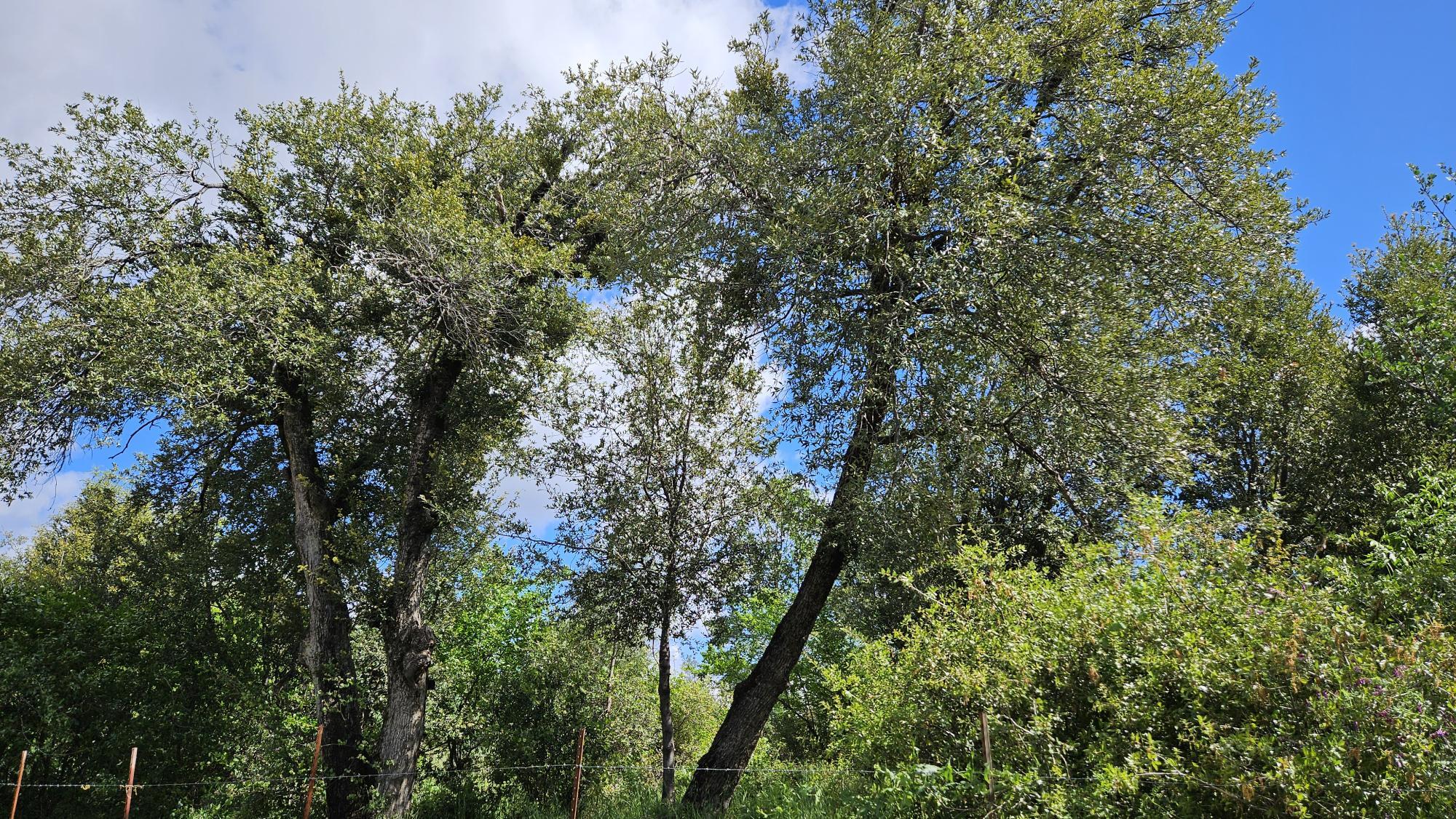 Lot A South Power House Road Manton, CA 96059 - Photo 9 of 11 a view of a tree