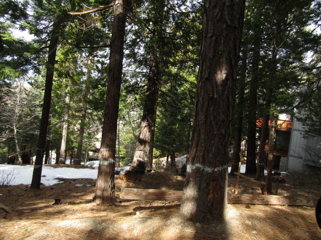 166 Golf Course Road Lake Arrowhead, CA 92391 - Photo 11 of 20 a view of a park with large trees