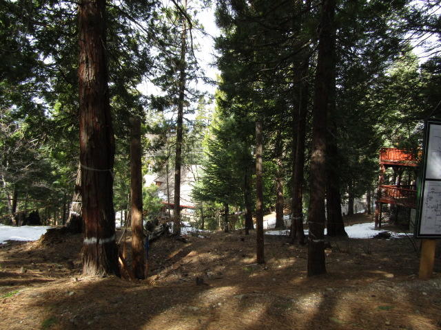 166 Golf Course Road Lake Arrowhead, CA 92391 - Photo 14 of 20 a night view of trees