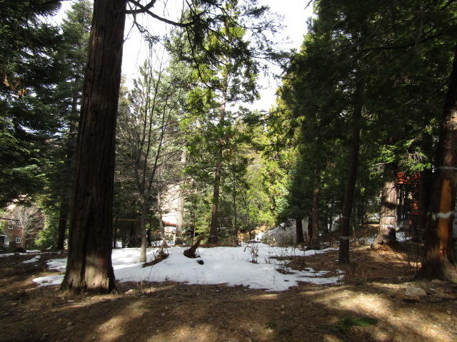 166 Golf Course Road Lake Arrowhead, CA 92391 - Photo 9 of 20 a view of a yard with a tree