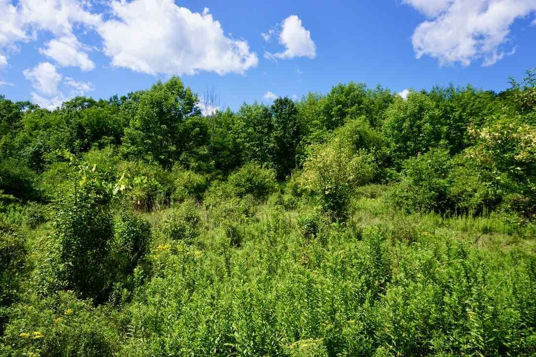 Tbd Lot 1 Tbd Road Catskill, NY 12414 - Photo 14 of 32 Photo 17