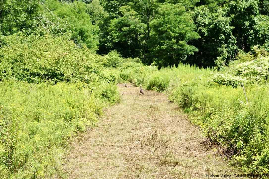 Tbd Lot 1 Tbd Road Catskill, NY 12414 - Photo 17 of 32 Photo 20