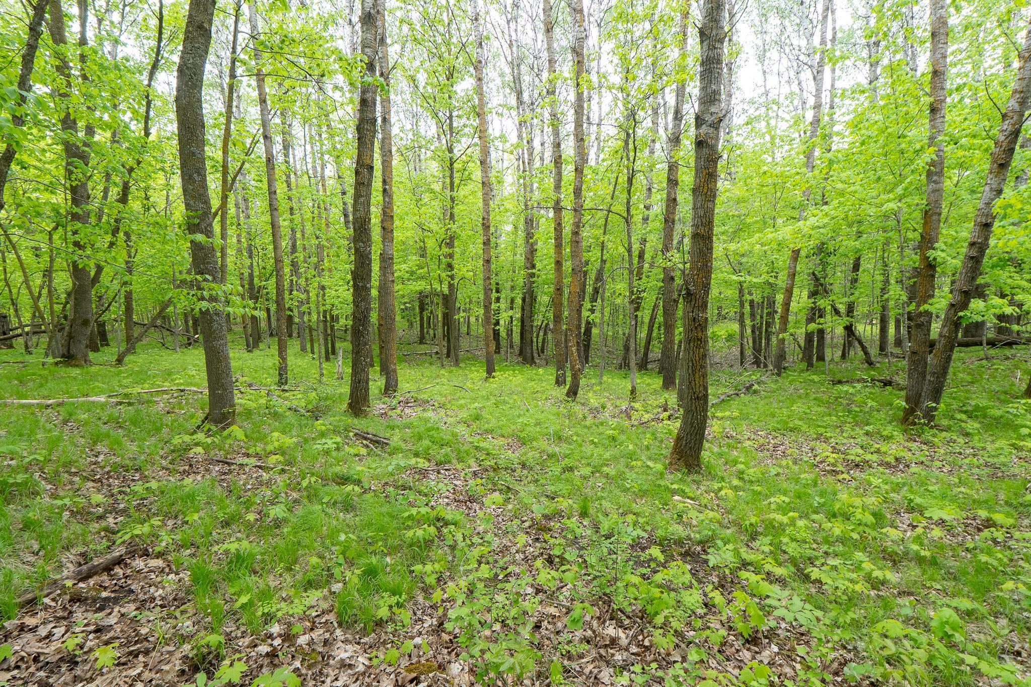 Tbd Tbd Knopf Road Rochert, MN 56578 - Photo 15 of 40