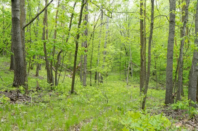 $443,000 | Tbd Tbd Knopf Road, Rochert, MN 56578