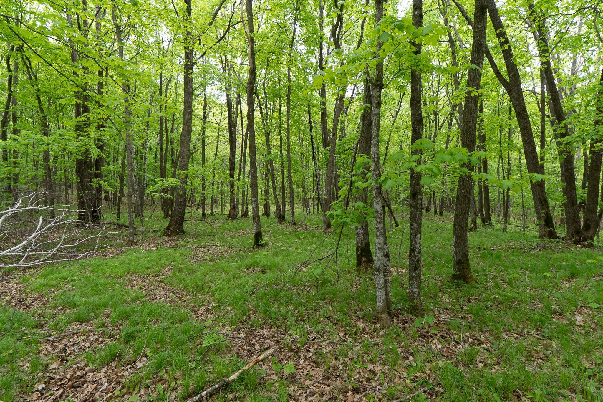 Tbd Tbd Knopf Road Rochert, MN 56578 - Photo 23 of 40