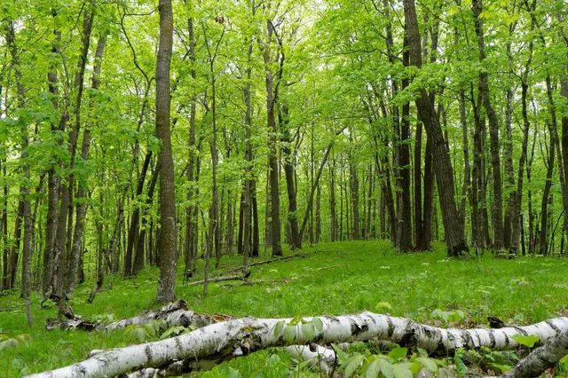 $443,000 | Tbd Tbd Knopf Road, Rochert, MN 56578