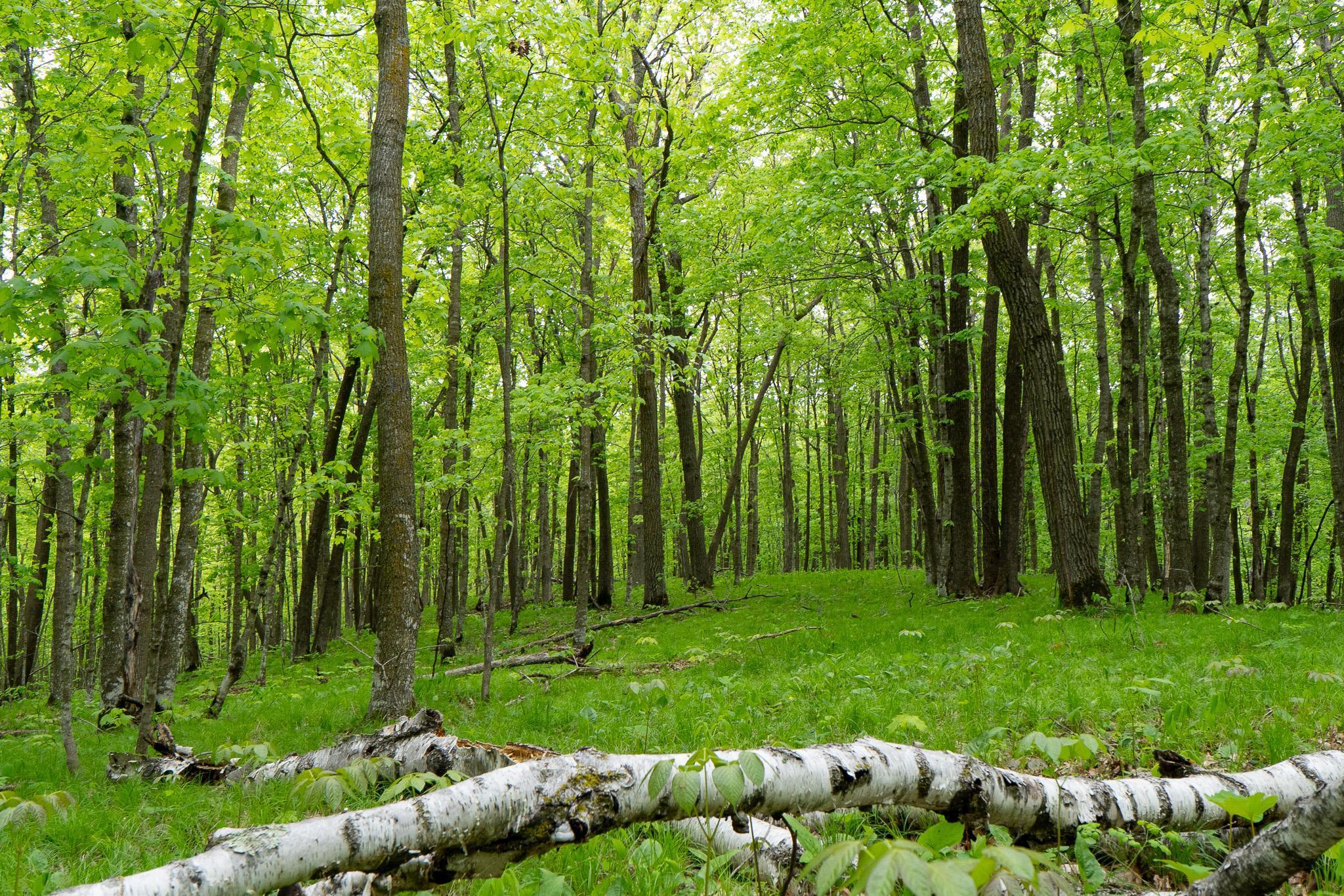 Tbd Tbd Knopf Road Rochert, MN 56578 - Photo 24 of 40