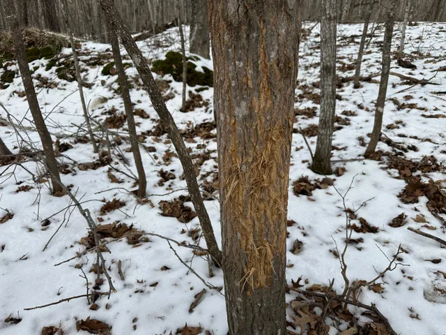 $443,000 | Tbd Tbd Knopf Road, Rochert, MN 56578