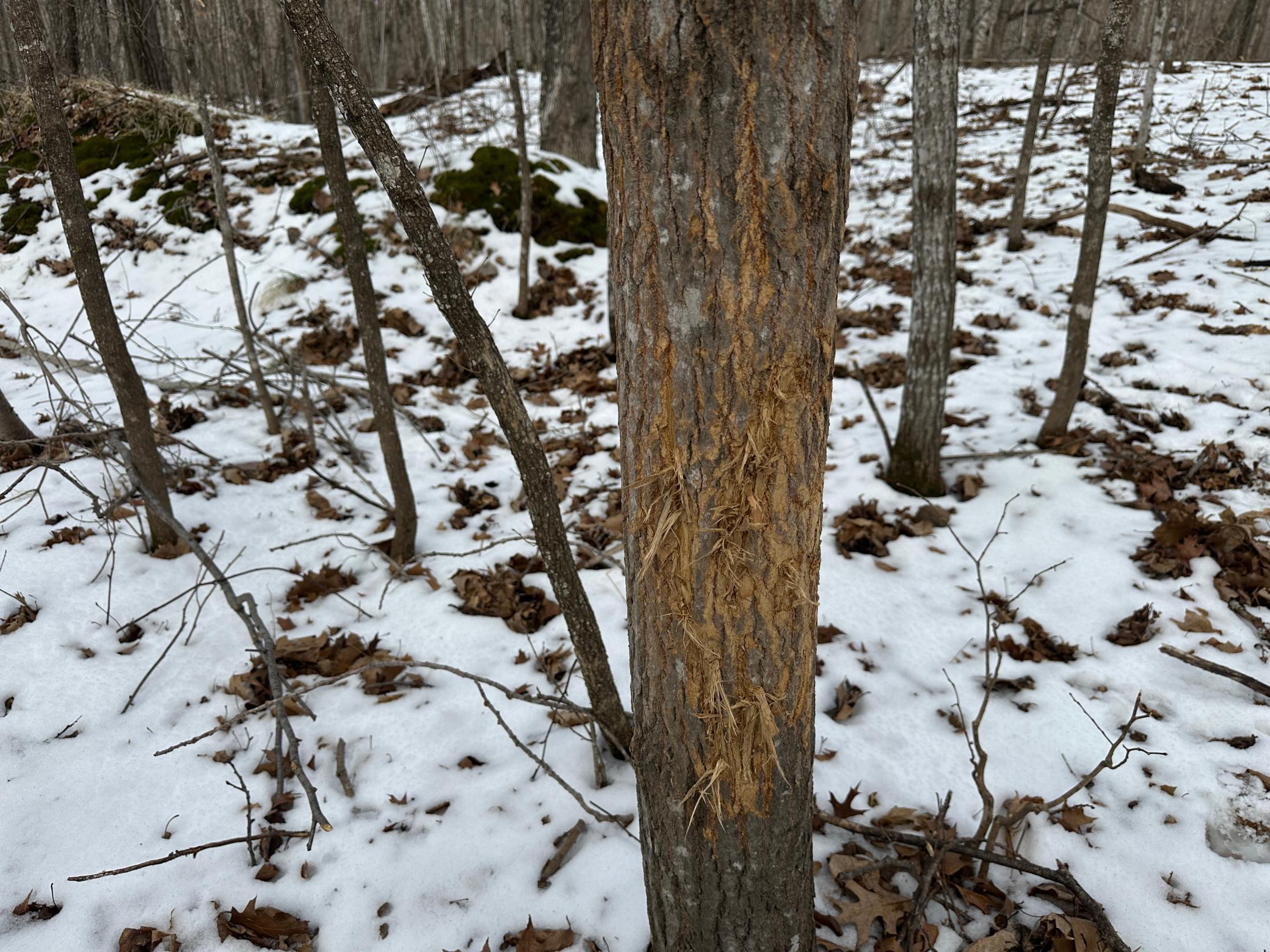 Tbd Tbd Knopf Road Rochert, MN 56578 - Photo 25 of 40