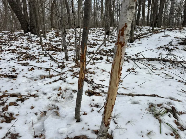 $443,000 | Tbd Tbd Knopf Road, Rochert, MN 56578