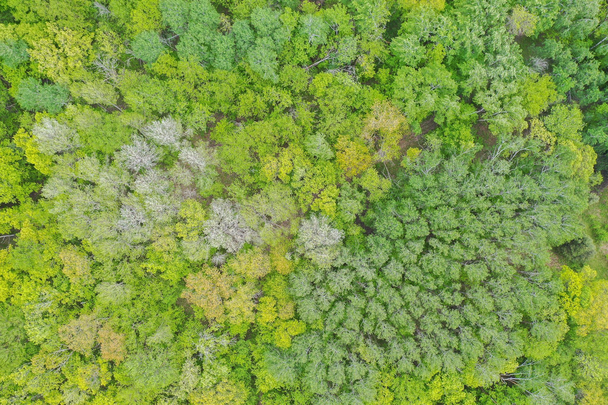 Tbd Tbd Knopf Road Rochert, MN 56578 - Photo 4 of 40