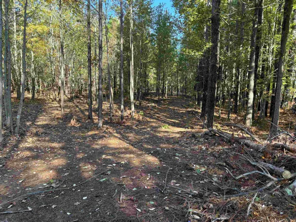 a view of a forest with trees in the background