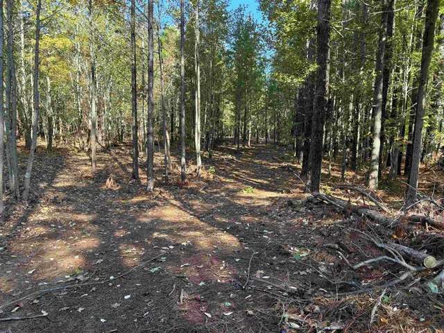 a view of a forest with trees in the background