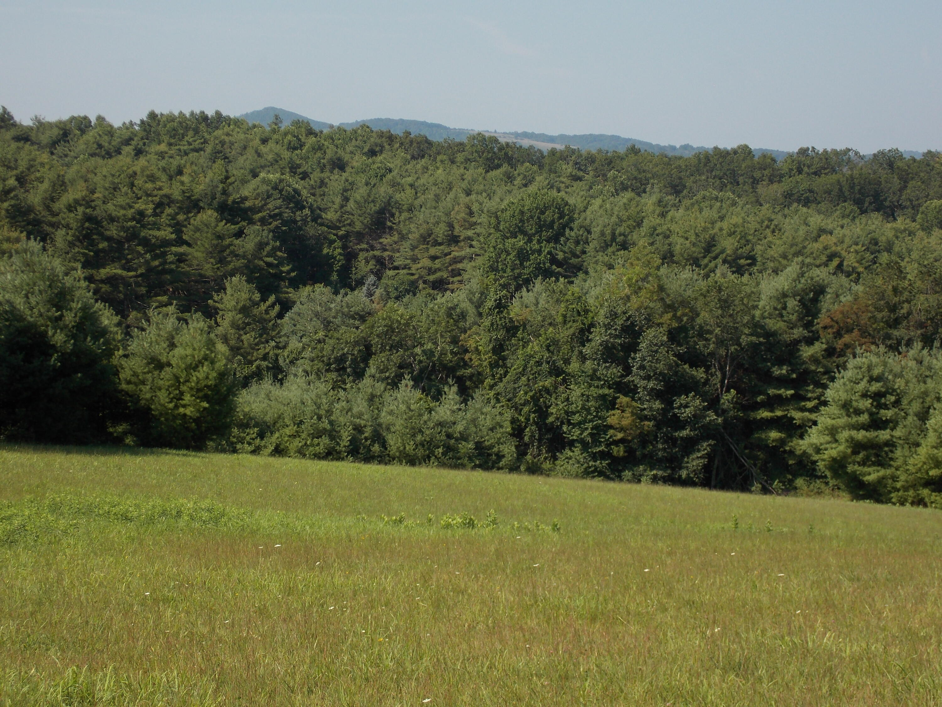 0 Roberson Mill Road Southeast Floyd, VA 24091 - Photo 11 of 26 a view of a green field with lots of bushes