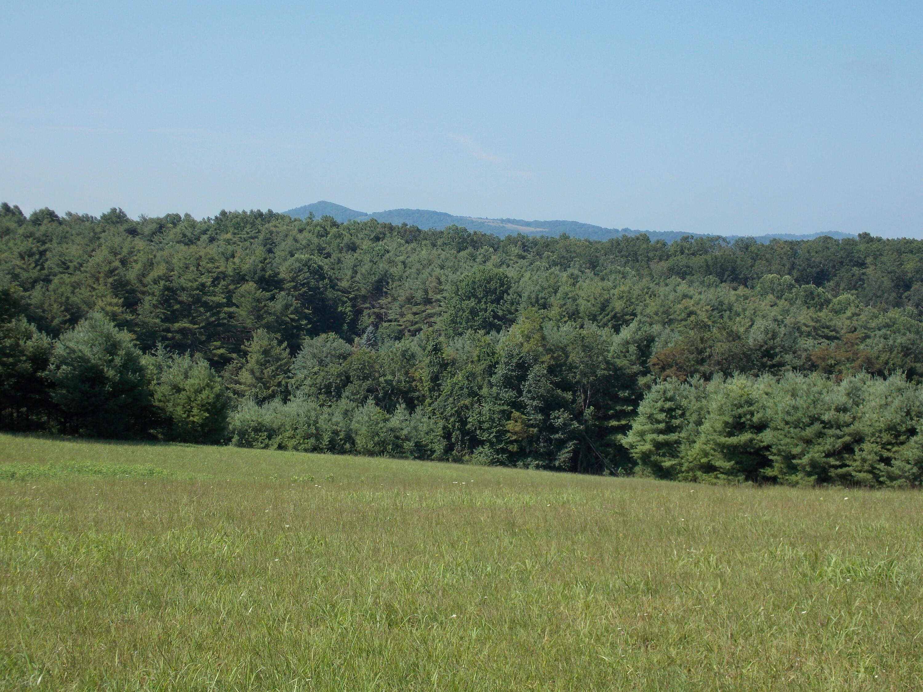 0 Roberson Mill Road Southeast Floyd, VA 24091 - Photo 13 of 26 a view of a green field with lots of bushes