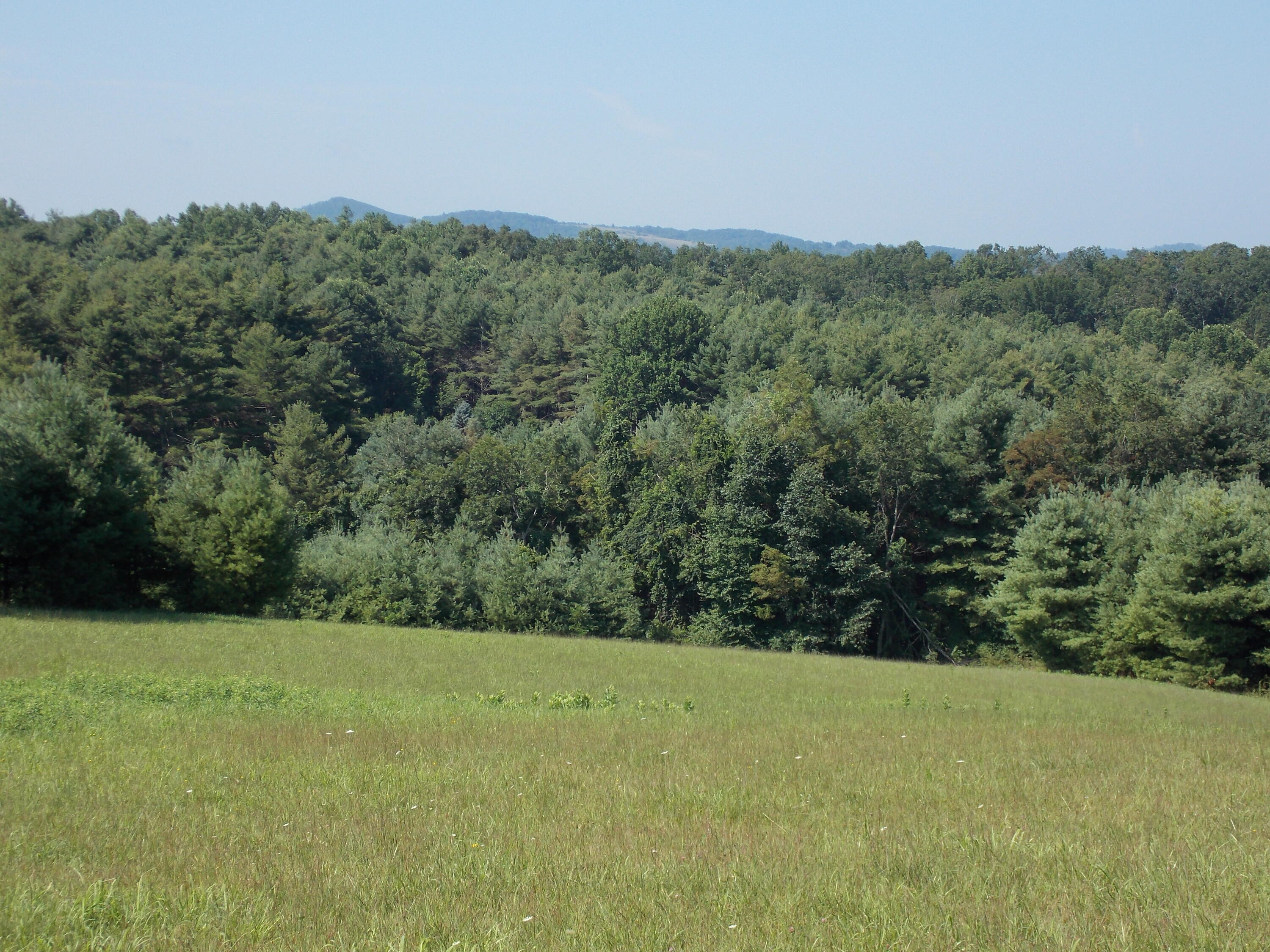 0 Roberson Mill Road Southeast Floyd, VA 24091 - Photo 9 of 26 a view of a yard with a tree