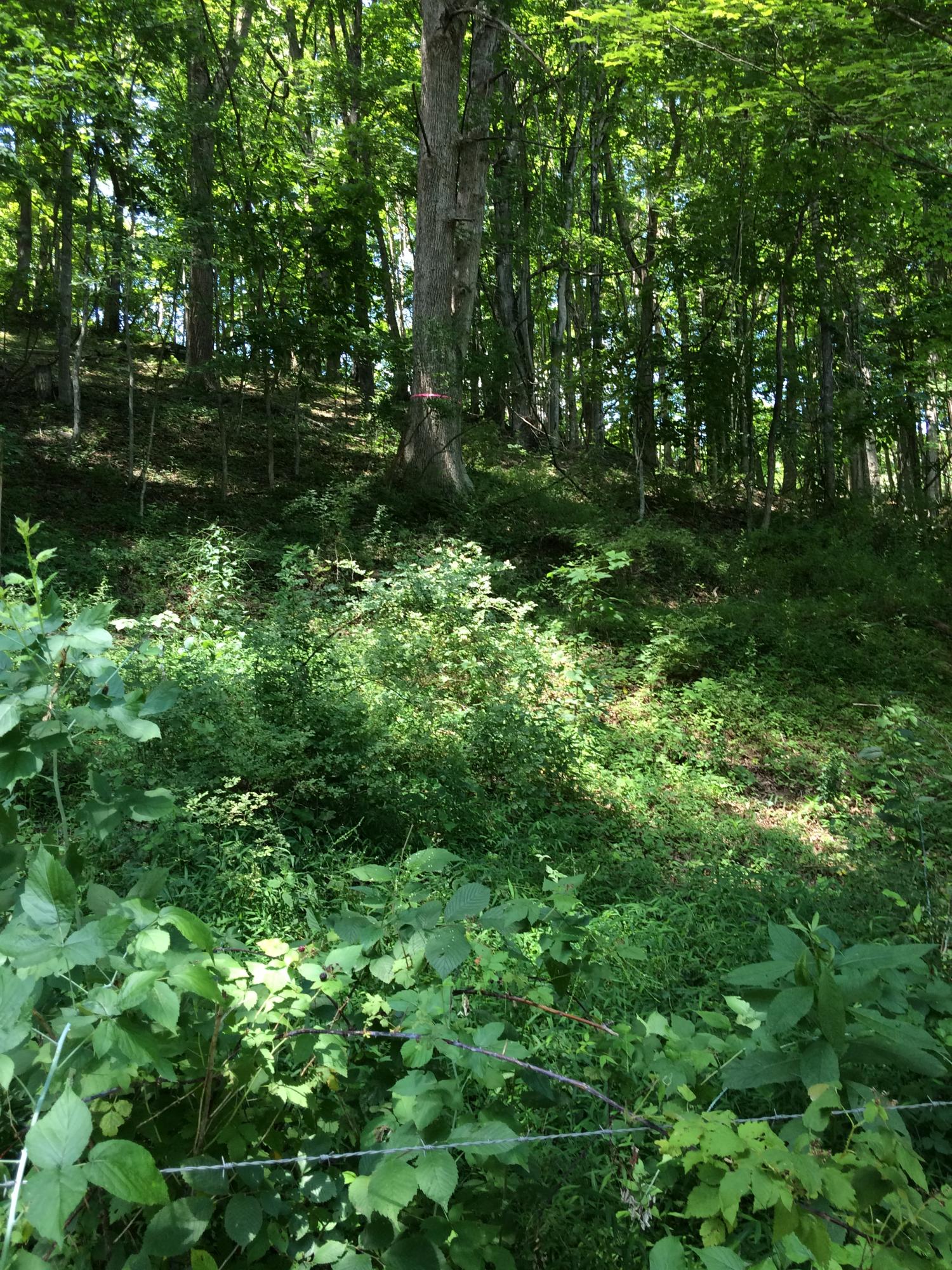 3655 1/2 Cornstalk Road Crawley, WV 24931 - Photo 27 of 43 Gallery Image 27