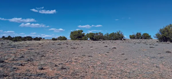 a view of a dry yard