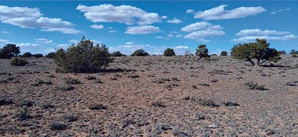 a view of a dry space with lots of trees